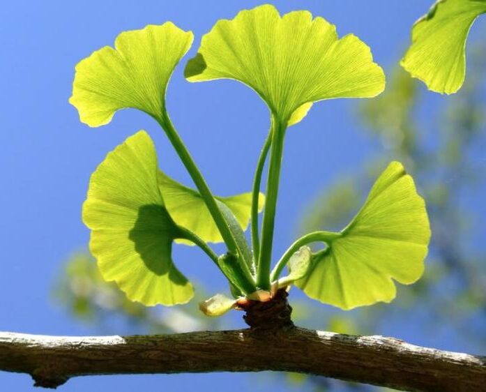 ginko biloba za povećanje penisa